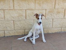TOMMY, Hund, Mischlingshund in Spanien - Bild 5