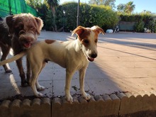 TOMMY, Hund, Mischlingshund in Spanien - Bild 6