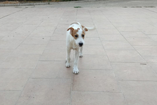TOMMY, Hund, Mischlingshund in Spanien - Bild 7