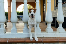 TOMMY, Hund, Mischlingshund in Spanien - Bild 8