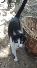 JOSEPHINE, Katze, Europäisch Kurzhaar in Spanien - Bild 1
