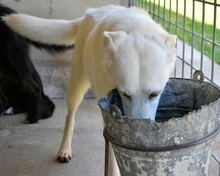 FIDELINE, Hund, Mischlingshund in Italien - Bild 3
