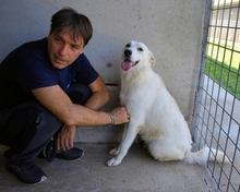 FIDELINE, Hund, Mischlingshund in Italien - Bild 6