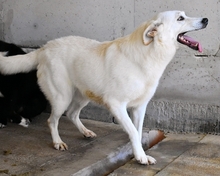 FIDELINE, Hund, Mischlingshund in Italien - Bild 8