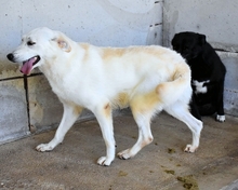 FIDELINE, Hund, Mischlingshund in Italien - Bild 9