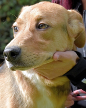 GERHOLD, Hund, Mischlingshund in Italien