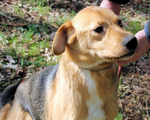 GERHOLD, Hund, Mischlingshund in Italien - Bild 2
