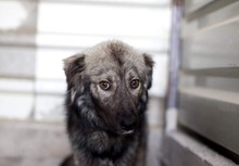 OLE, Hund, Mischlingshund in Rumänien - Bild 2