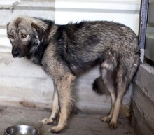 OLE, Hund, Mischlingshund in Rumänien - Bild 3
