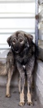 OLE, Hund, Mischlingshund in Rumänien - Bild 4