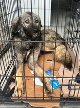 OLE, Hund, Mischlingshund in Rumänien - Bild 6