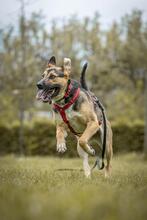 GYPSIELLE, Hund, Mischlingshund in Italien - Bild 3