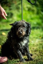 ZEPHYR, Hund, Mischlingshund in Ungarn - Bild 1