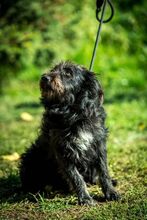 ZEPHYR, Hund, Mischlingshund in Ungarn - Bild 2