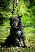 ZEPHYR, Hund, Mischlingshund in Ungarn - Bild 5