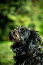ZEPHYR, Hund, Mischlingshund in Ungarn - Bild 6