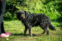 ZEPHYR, Hund, Mischlingshund in Ungarn - Bild 7