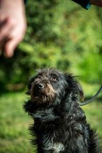 ZEPHYR, Hund, Mischlingshund in Ungarn - Bild 8