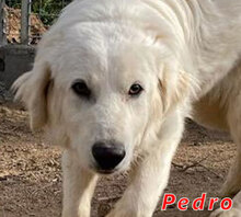 PEDRO, Hund, Mischlingshund in Italien - Bild 1