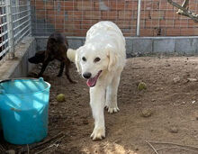 PEDRO, Hund, Mischlingshund in Italien - Bild 4