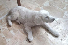 PEDRO, Hund, Mischlingshund in Italien - Bild 7