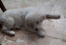 PEDRO, Hund, Mischlingshund in Italien - Bild 8