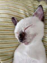 CHIQUITINA, Katze, Siam-Mix in Spanien - Bild 11