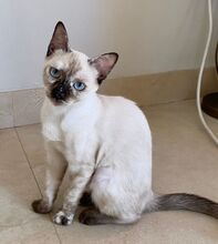 CHIQUITINA, Katze, Siam-Mix in Spanien - Bild 3