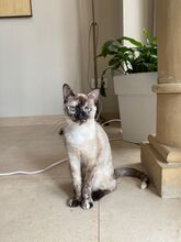 CHIQUITINA, Katze, Siam-Mix in Spanien - Bild 9