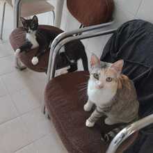 PACETA, Katze, Hauskatze in Spanien - Bild 1