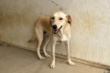 OLIVIACARINA, Hund, Jagdhund-Mix in Italien - Bild 8