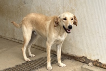 OLIVIACARINA, Hund, Jagdhund-Mix in Italien - Bild 9