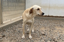 OLIVIACARINA, Hund, Labrador-Mix in Italien - Bild 14