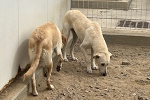 OLIVIACARINA, Hund, Labrador-Mix in Italien - Bild 15