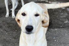 OLIVIACARINA, Hund, Labrador-Mix in Italien - Bild 16