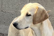 OLIVIACARINA, Hund, Labrador-Mix in Italien - Bild 17