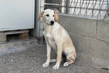 OLIVIACARINA, Hund, Labrador-Mix in Italien - Bild 19