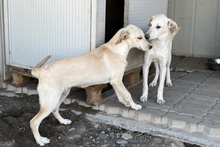 OLIVIACARINA, Hund, Labrador-Mix in Italien - Bild 20