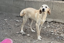 OLIVIACARINA, Hund, Labrador-Mix in Italien - Bild 22