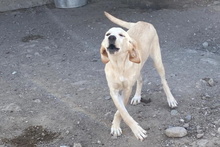 OLIVIACARINA, Hund, Labrador-Mix in Italien - Bild 23