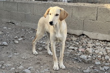 OLIVIACARINA, Hund, Labrador-Mix in Italien - Bild 25