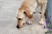 OLIVIACARINA, Hund, Labrador-Mix in Italien - Bild 4