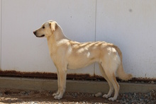 OLIAS, Hund, Jagdhund-Mix in Italien - Bild 3