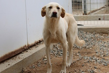 OLIAS, Hund, Jagdhund-Mix in Italien - Bild 5
