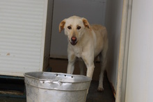 OLIAS, Hund, Jagdhund-Mix in Italien - Bild 8