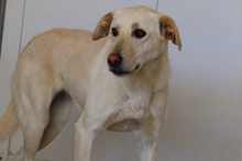 OLIAS, Hund, Jagdhund-Mix in Italien - Bild 9