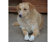 MUTZI, Hund, Mischlingshund in Rumänien - Bild 5