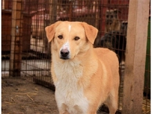 MUTZI, Hund, Mischlingshund in Rumänien - Bild 8