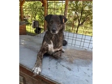PIERI, Hund, Mischlingshund in Rumänien - Bild 2