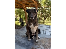 PIERI, Hund, Mischlingshund in Rumänien - Bild 4